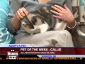 Adopted! Calie the Calico Cat is Looking for a Home!