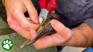 Hero Saves Poor Bird from a Fishing Hook ❤️