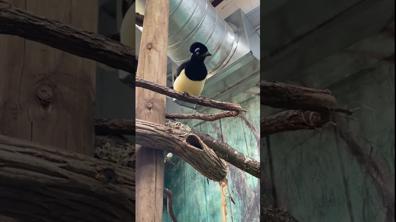 This Bird Meows Like a Cat 
