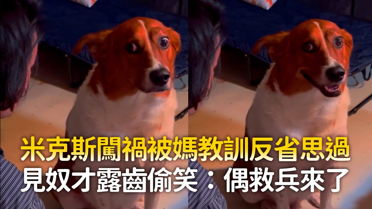 米克斯闖禍被媽教訓反省思過　見奴才露齒偷笑：偶救兵來了