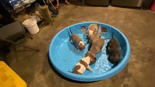 6 week old Bully pupps eating soaked Kibble🐂🐾🦴🔥