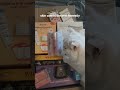 cats #beautybox #funnycats #funnyvideo #promode #motivation