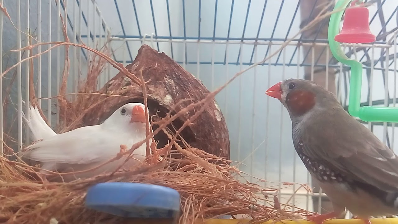 Finch Birds Arranging the Nest - Domestic Discovery - YouTube
