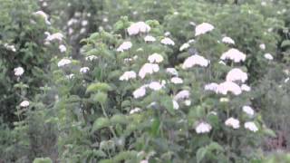 Dddf About Attracting Birds In Your Landscape