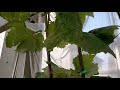 2021年6月24日ぶどう棚暴風雨対策