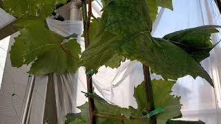 2021年6月24日ぶどう棚暴風雨対策