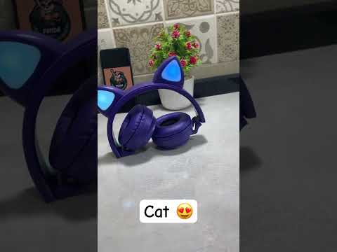 كاسك القطة    2024