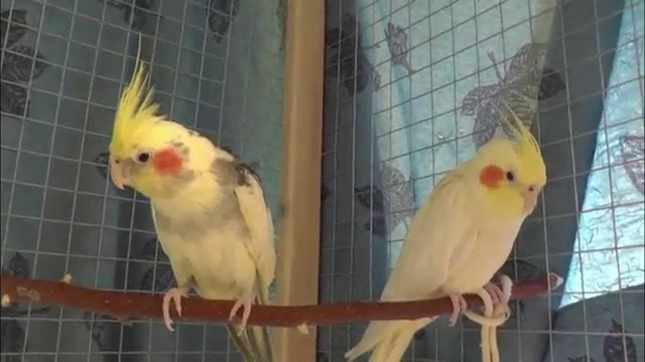 Корелла. Заводчики попугая корелла. Корелла авито. Заводчики попугая корелла. Попугай корелла.