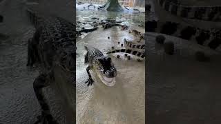 Baby Alligator Breakfast‼ #gatorland #alligator #babyanimals