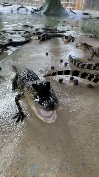 Baby Alligator Breakfast‼️ #gatorland #alligator #babyanimals