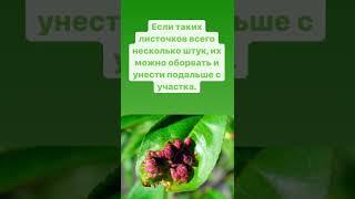 Курчавости персика - как бороться #дачныйагроном #садиогород #shorts