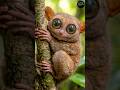 This Tiny Animal Has Giant Eyes 😍#Tarsier #CuteAnimals #WildlifeShorts #AnimalFacts #AmazingNature