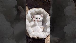 Geode Kitten 🐈⬛ #cat#kitten  #cutecat #catlover #fossil #geode