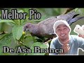 #asabranca #pombacarijo #pombaverdadeira COMO FAZER O MELHOR PIO DE POMBA VERDADEIRA, CARIJÓ #1