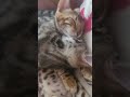 cats#love#revenge#love#you#beautiful#kitten#bengal#cute#babyanimal#sleep#bite#