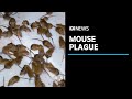 Mouse plague wreaks havoc as farmers spend thousands in desperate battle | ABC News