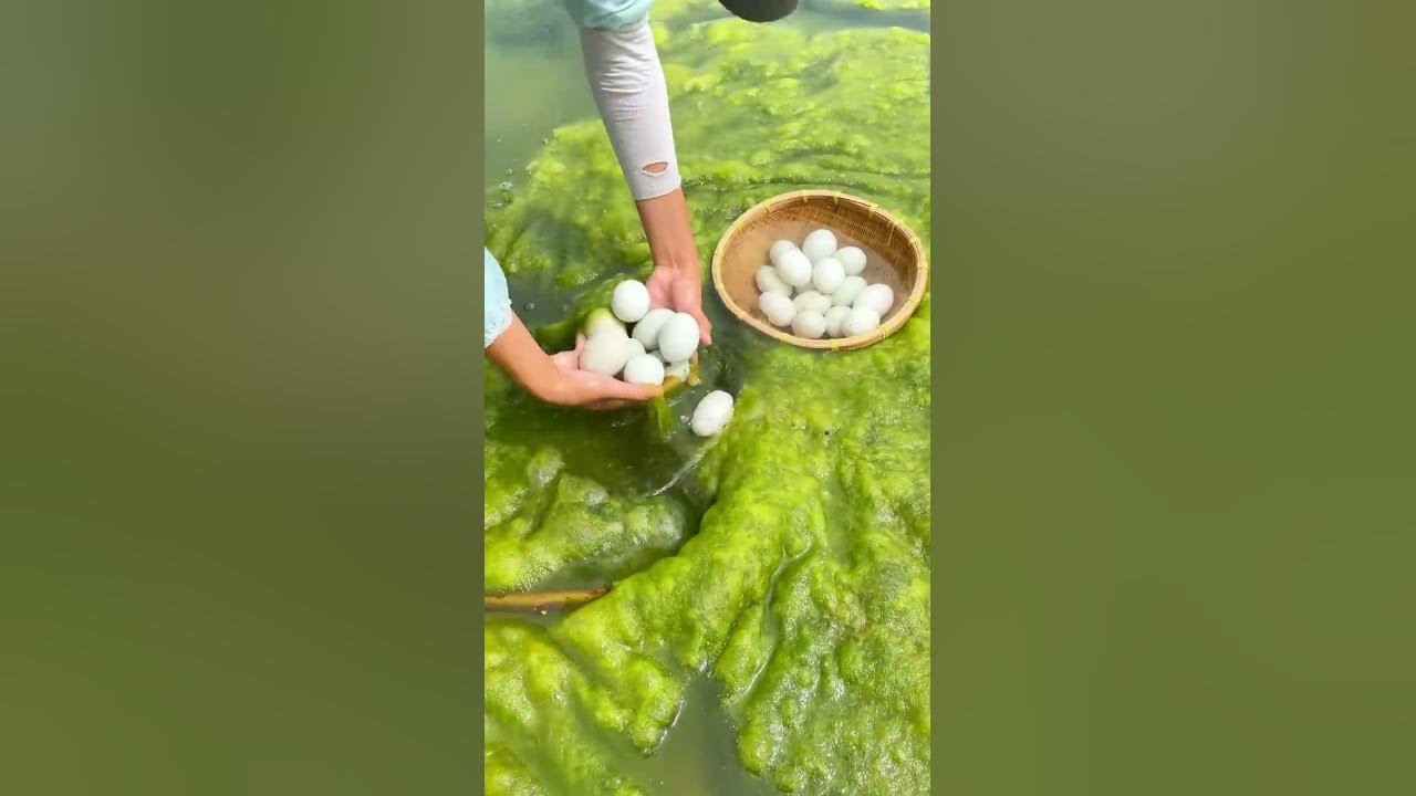 Collecting eggs in the river #shorts