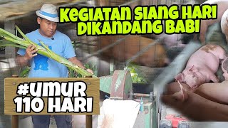 Pemberian Pakan Tambahan Pada Siang Hari, Babi Cepat Besar. Peternakan BABI di Bali