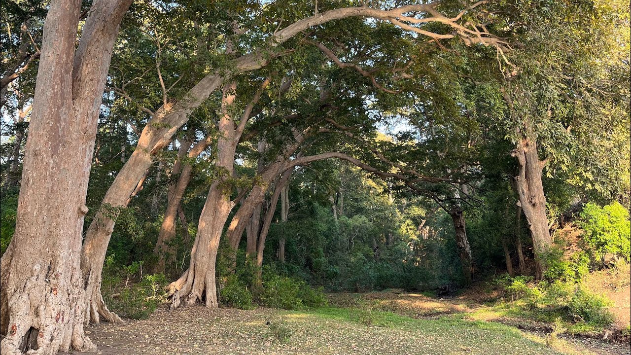 Day 79 :- Bijapuri To Damheri | Paidal Narmada Parikrama | Dindori To Anuppur | #spiritualjourney 