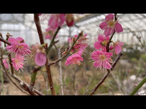 Prunus Mume or Japanese Apricot Bonsai