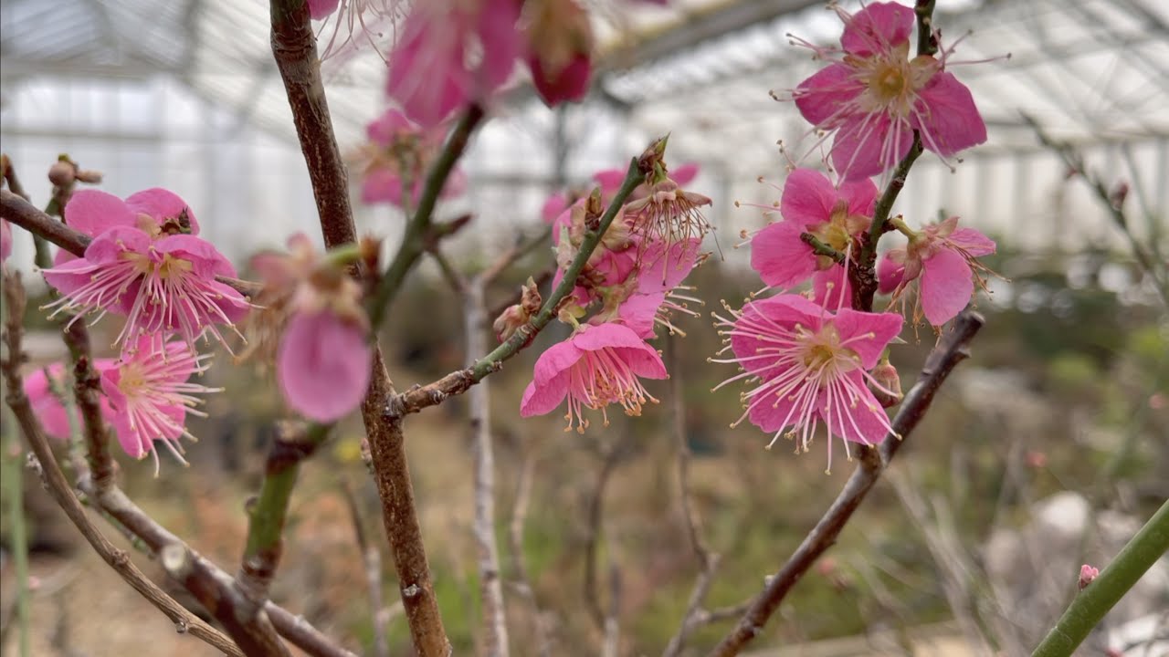 Prunus Mume or Japanese Apricot Bonsai