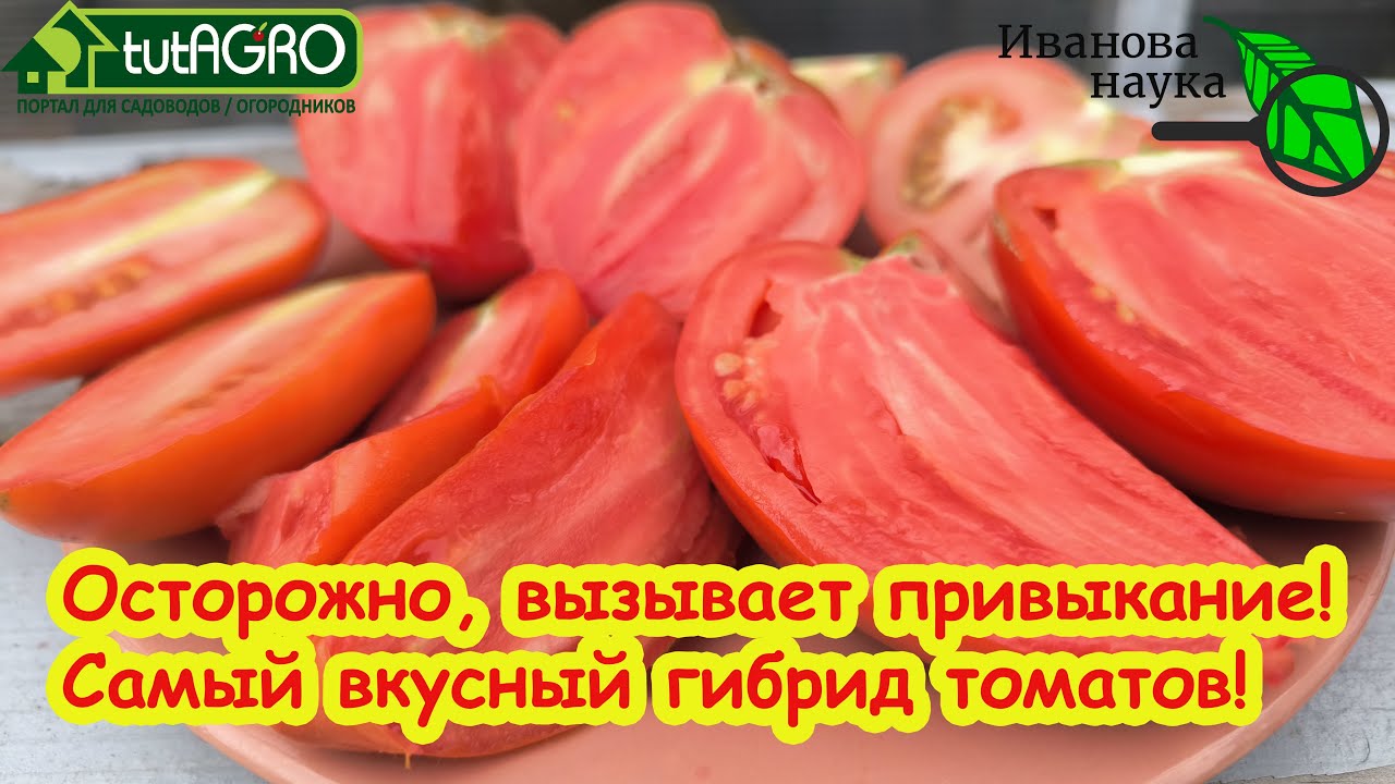 Практическое руководство по выращиванию сочных томатов