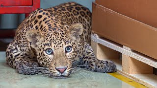 Леопард: Невозможное спасение