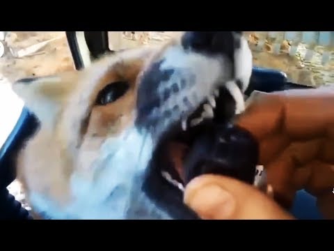 Дикая лиса залезла в экскаватор | A wild Fox got into the excavator