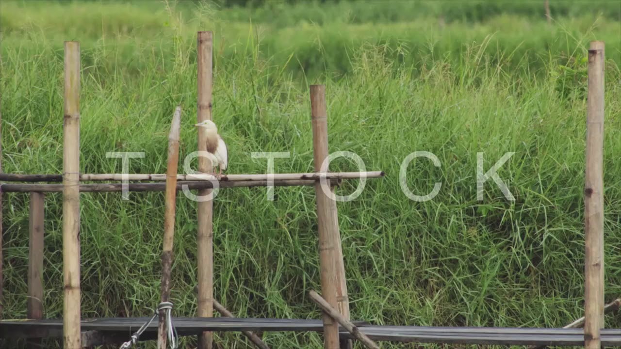 Bird / Animal / Wildlife / An S 0001 