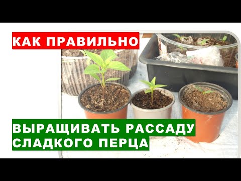 Как правильно выращивать рассаду сладкого перца? Наши секреты выращивания рассады перца