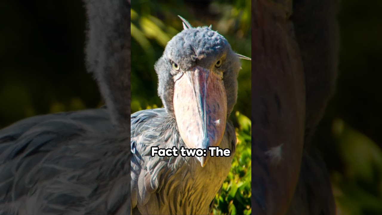 Rare & Critically Endangered Shoebill Stork