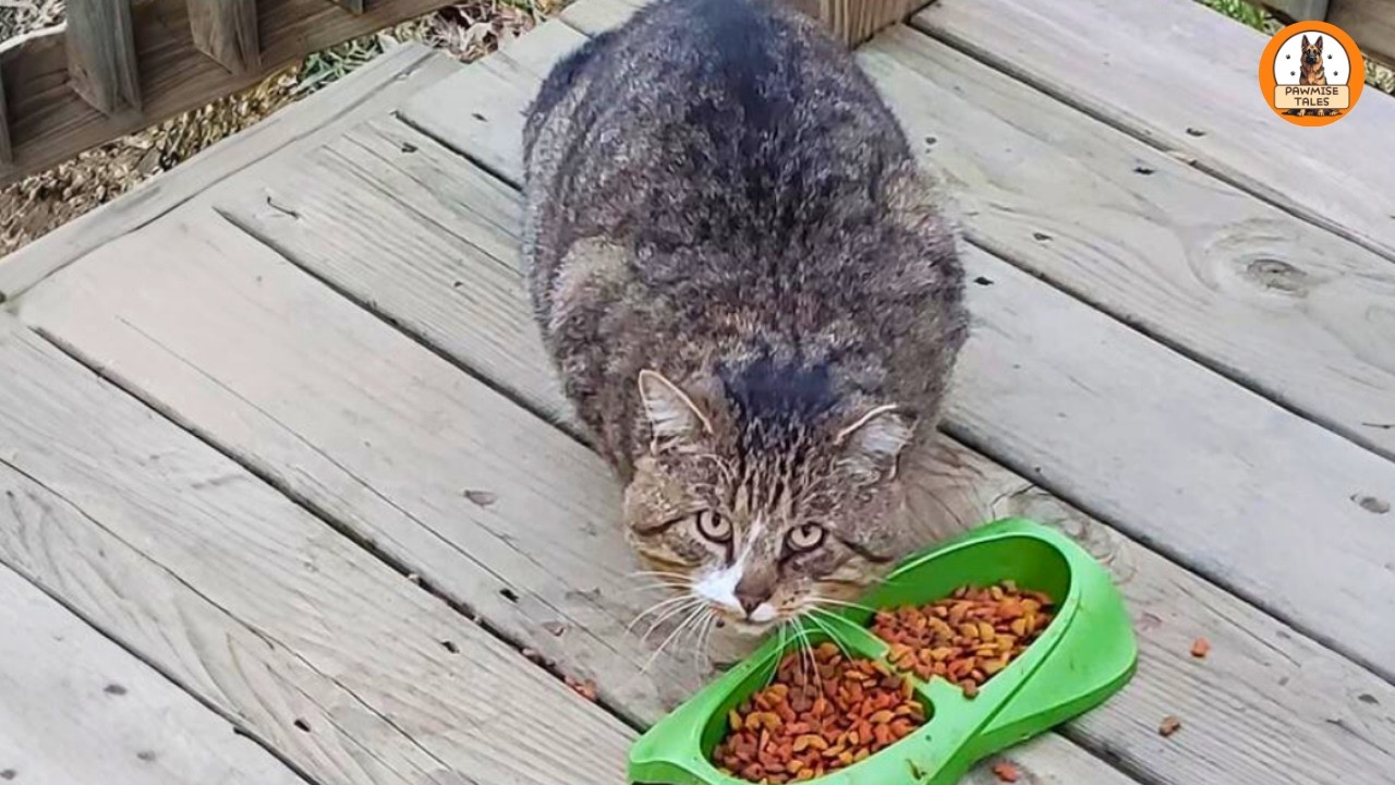 She Fed a Stray Cat for Weeks Without Ever Seeing Him…Until One Small Choice Changed Everything