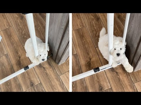 Confused Puppy Gets Stuck In Dog Gate | Funny Dog Fails