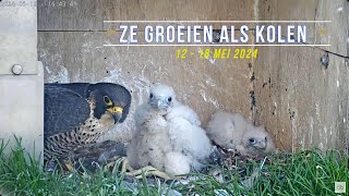 240519 Slechtvalken Oudenaarde 22 - Ze groeien als kolen