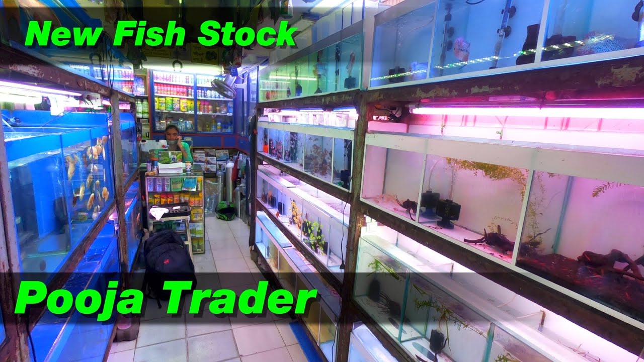 New Fish Stock Prices in Pooja Trader Aquarium Store