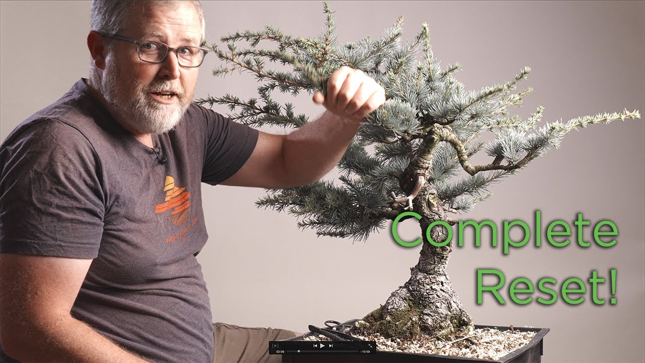 Он срезал верхушку этого бонсай… и начал заново