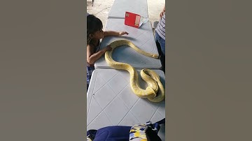 My brave little girl with a snake