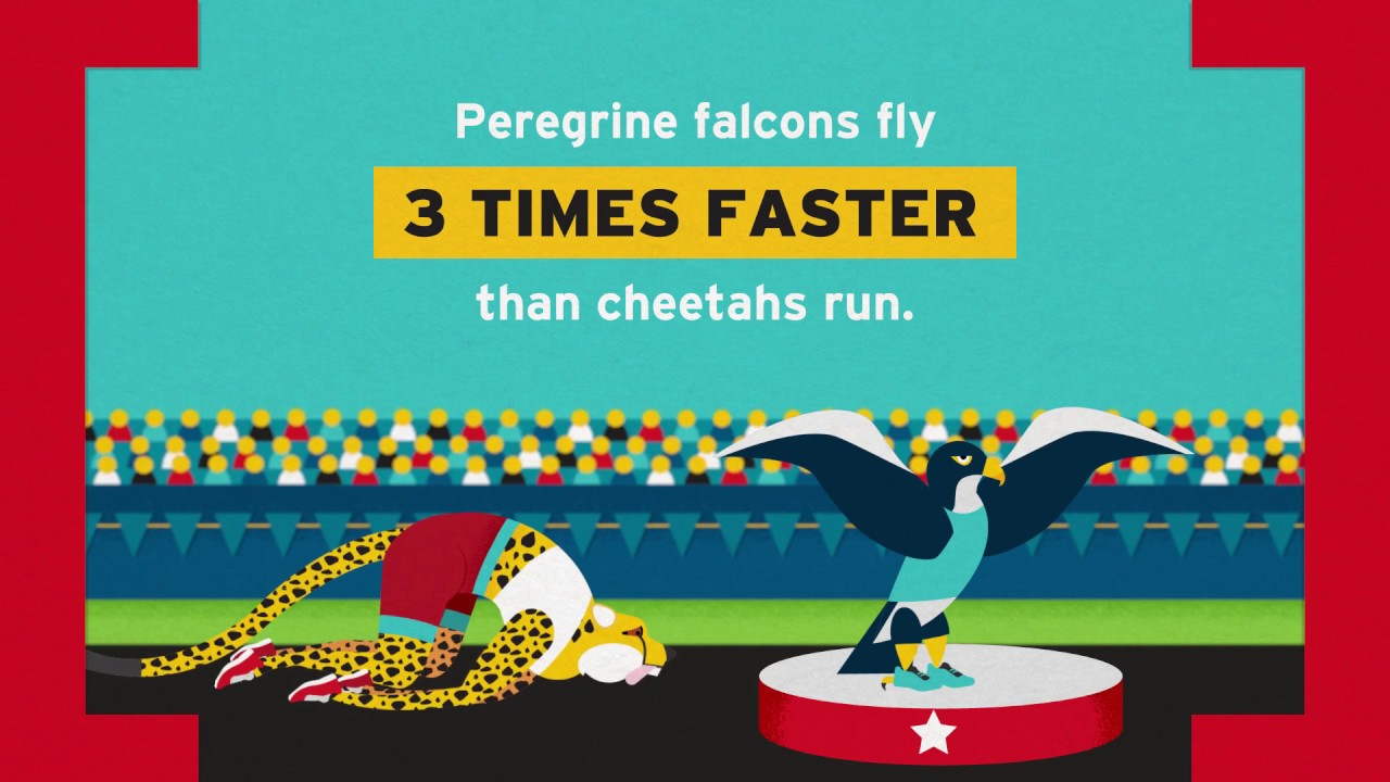 Who's Faster? Peregrine Falcons Vs Cheetahs | Amaze Your Brain - YouTube