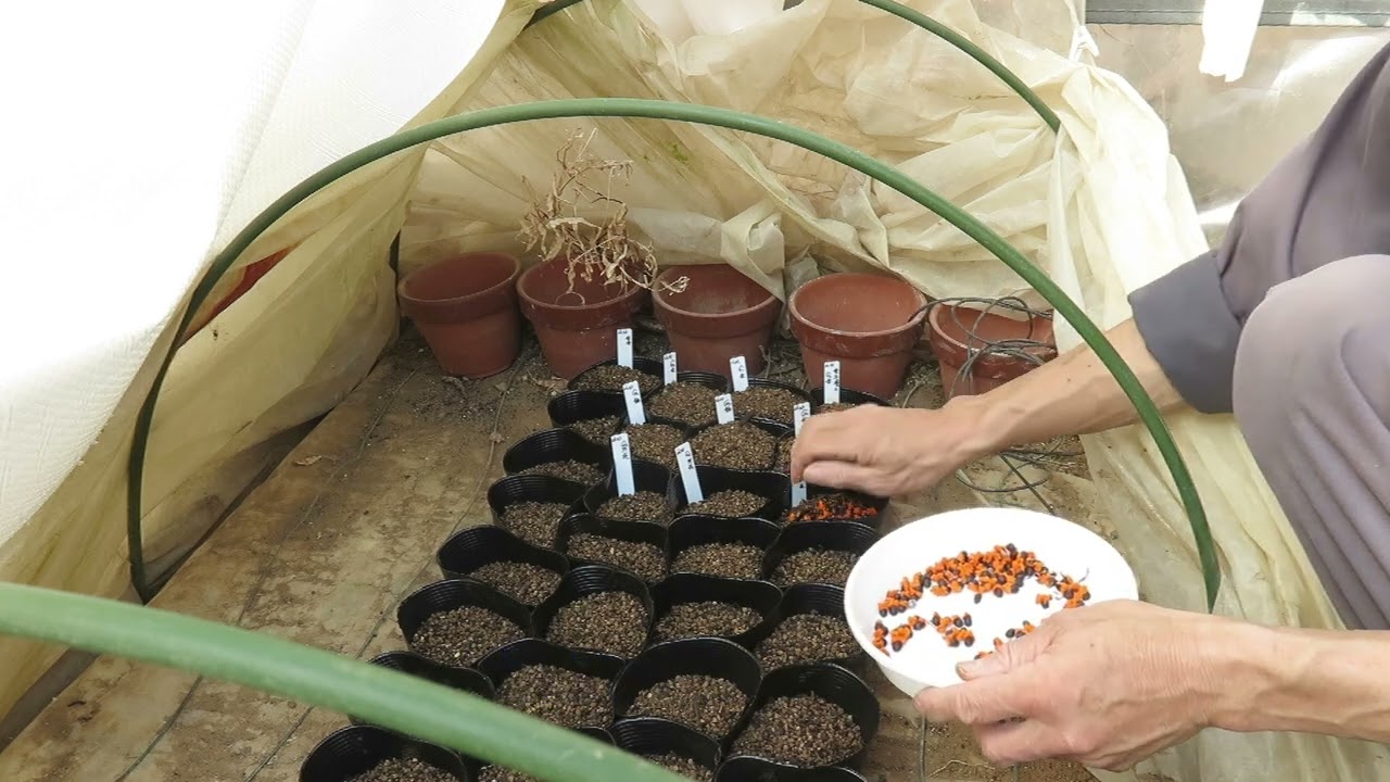 ストレリチアの播種 Youtube