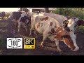 180° POV - Curious cows spot camera on their way to the meadow! | Nieuwsgierige koeien naar de wei