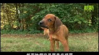 狗狗101---羅德西亞背脊犬 