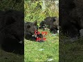 RUMUNIA - DWA MISIE