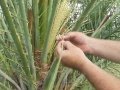 Date Palm Pollenation