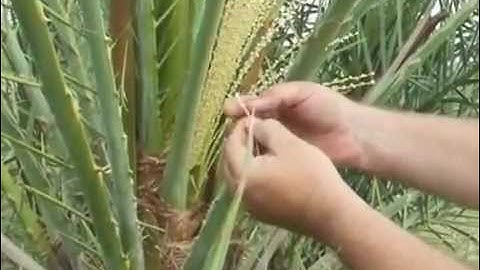 Date Palm Pollenation