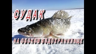 ЗИМНЯЯ РЫБАЛКА НА СУДАКА! Судак, щука, лещ в верховьях Обского водохранилища