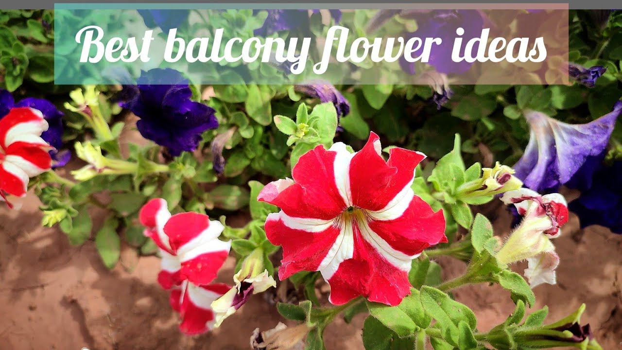 Top 5 summer flower ideas 2023 ValuablehourVH AonCallviral 