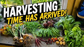 The Allotment Is Finally Feeding Us! | Harvest Time Has Arrived