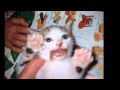 猫族-1+焼酎ルンバ