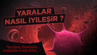 YARALAR NASIL İYİLEŞİR? | KAN NEDEN VE NASIL PIHTILAŞIR? Resimi