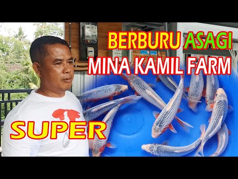 BERBURU IKAN KOI JENIS ASAGI DI MINA KAMIL FARM